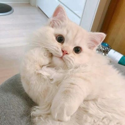 عرِف علوی avatar