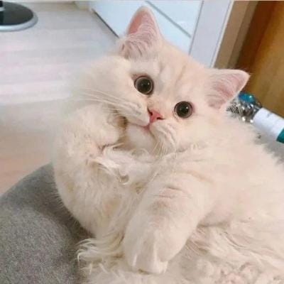 جعفر میرزا avatar