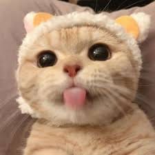 میرینا اقبال avatar